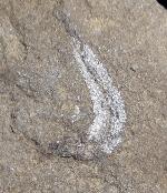 Leptolepis bronni AGASSIZ 1833 - Bild &copy; FossNet FossilienStore